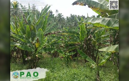 Northern Samar government implements interventions to revitalize local ...
