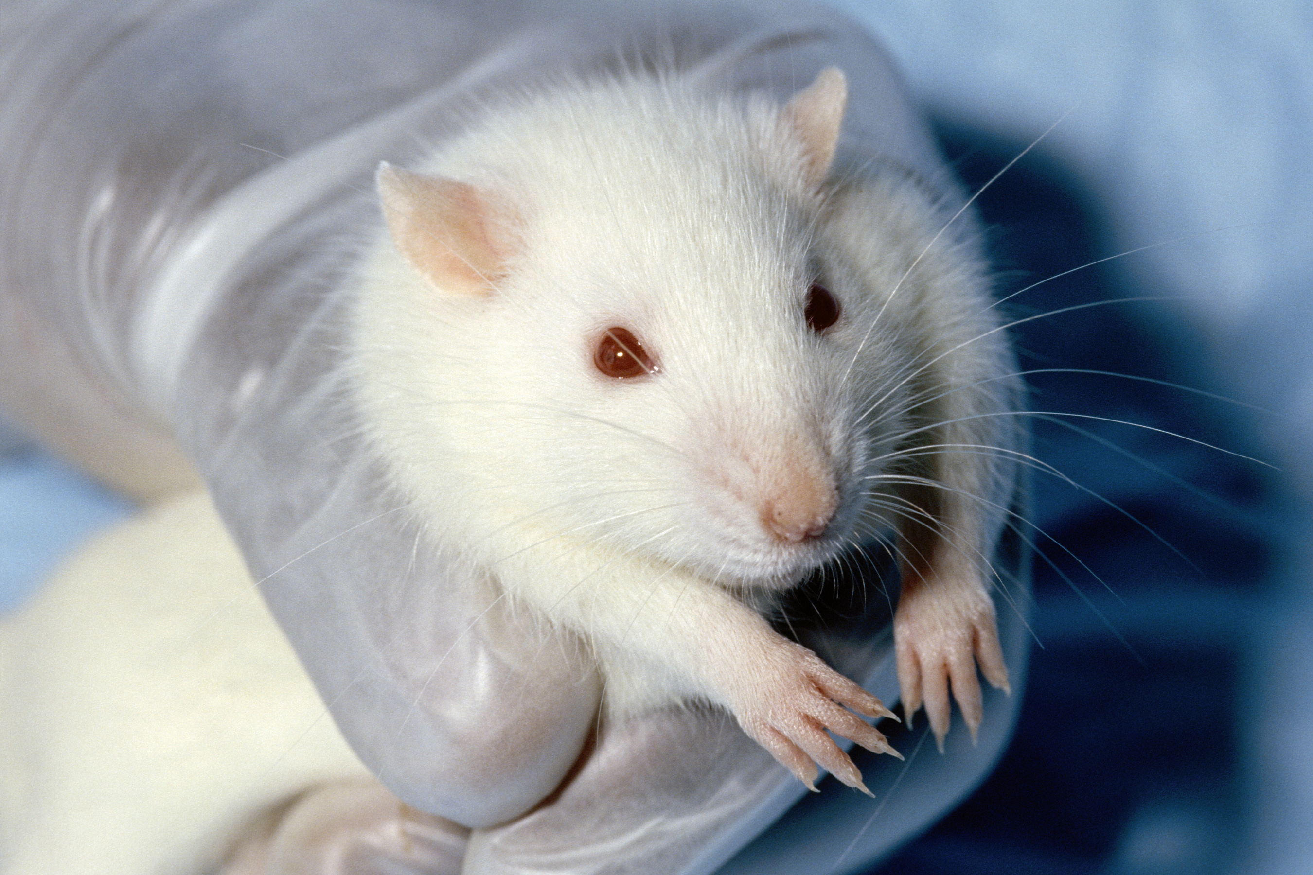 UK gov’t outlines plan to phase out animal testing
