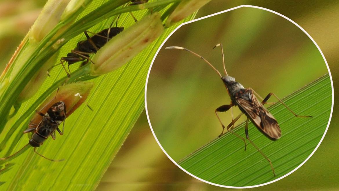 DA on alert for rice black bugs in Negros Island Region