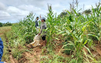 DA hopes for lower corn prices in NegOr as farmers start planting